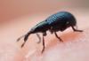 Apioninae inconnu